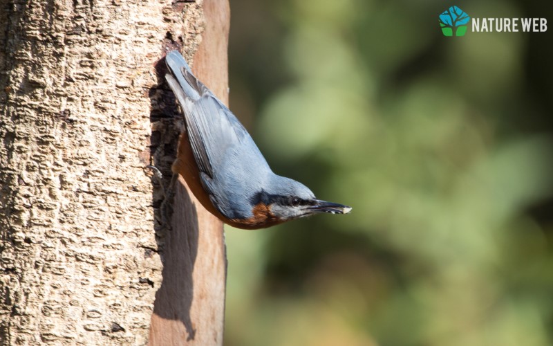 Tree-clinging Birds